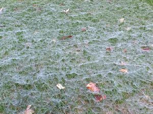 spiders on webs on turf