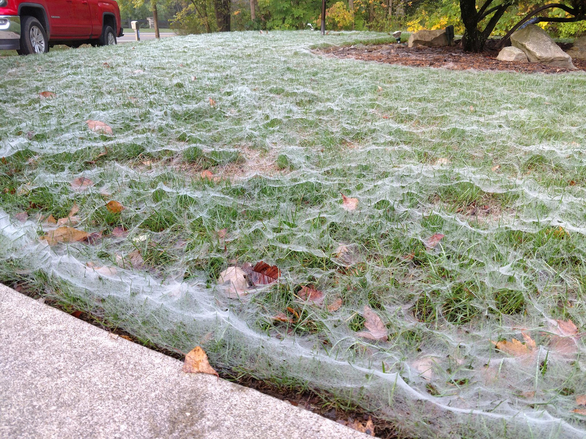 spider webs on lawn