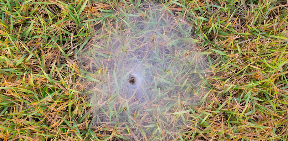close-up of spider web on the grass field.