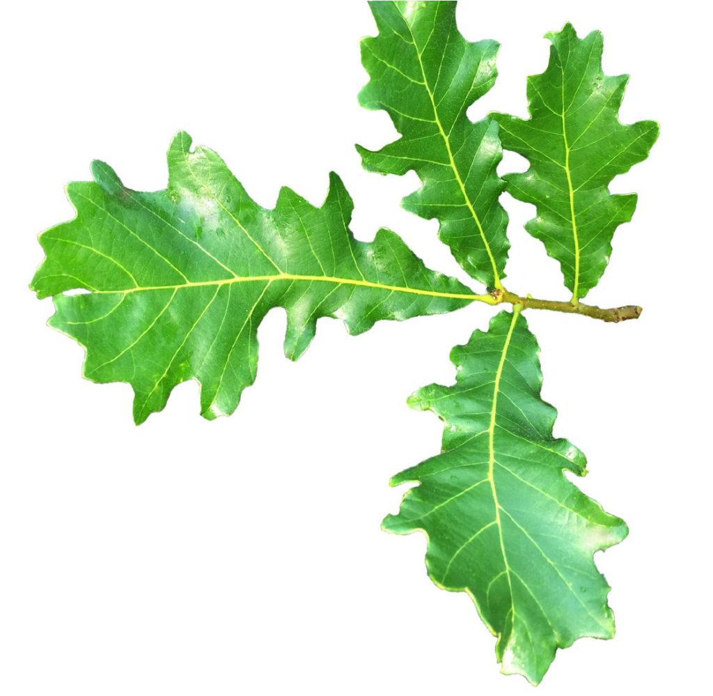 close-up of green white oak leaf
