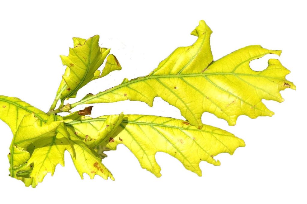 close-up of yellow leaf