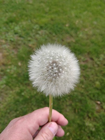 someone holding a dandelion