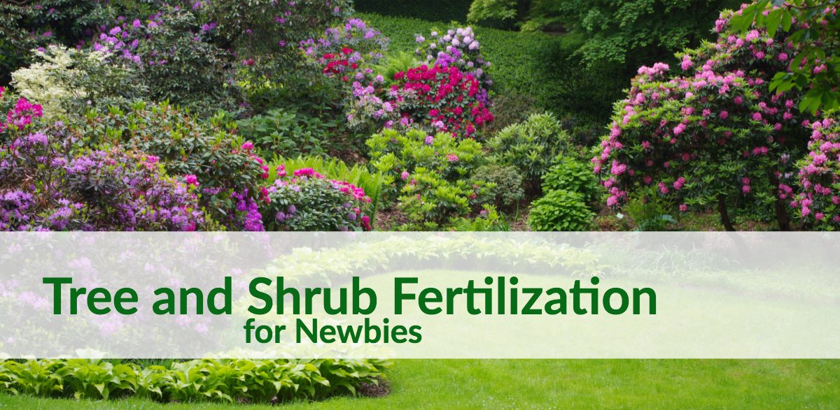 tree and shrub fertilization for newbies post