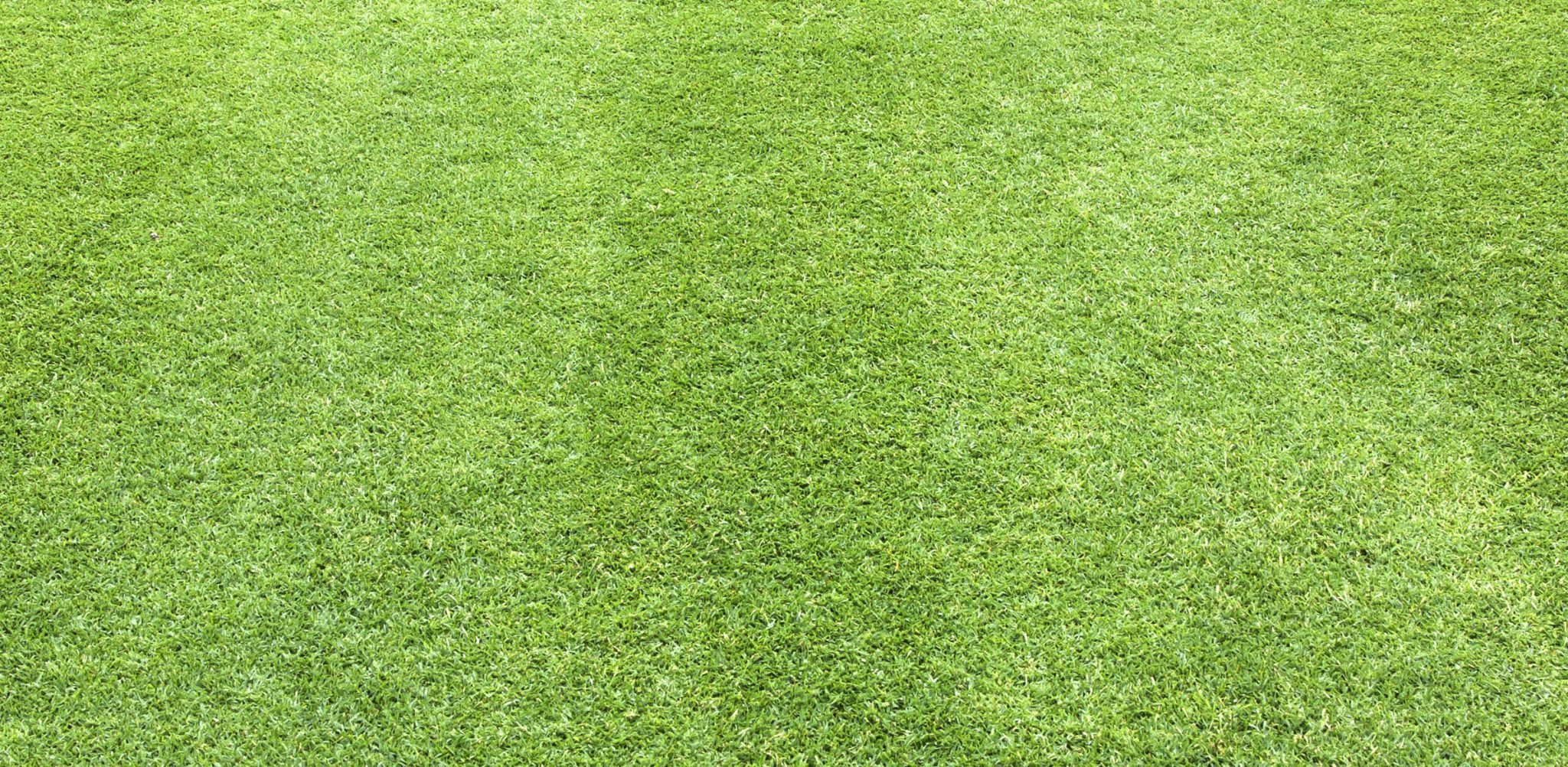 close-up of freshly green grass