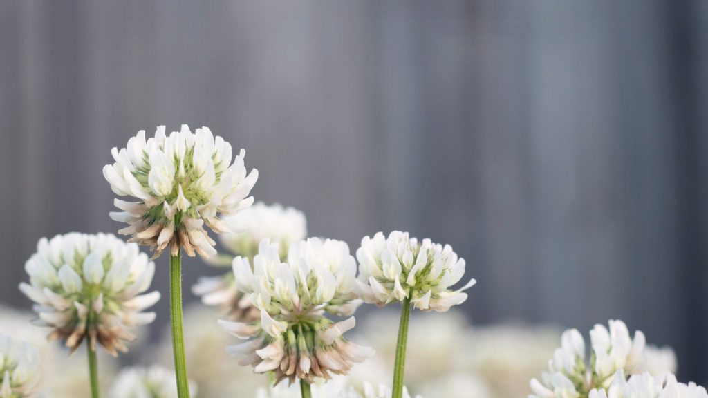 close-up of white clover 