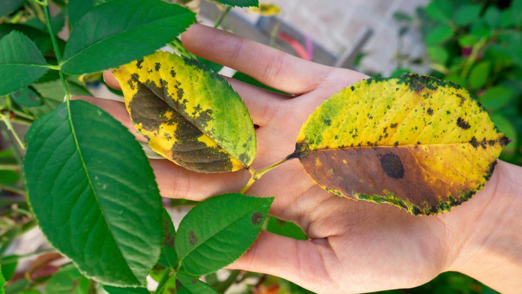 Heavily yellowed leaves on an infected rose plant.