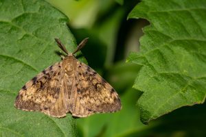 Adult spongy moth