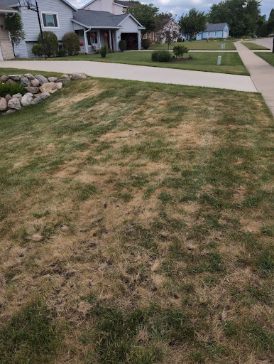 Residential Lawn Damaged By Grubs
