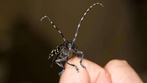 Image of Asian Long-Horned Beetle, courtesy of U.S. Department of Agriculture