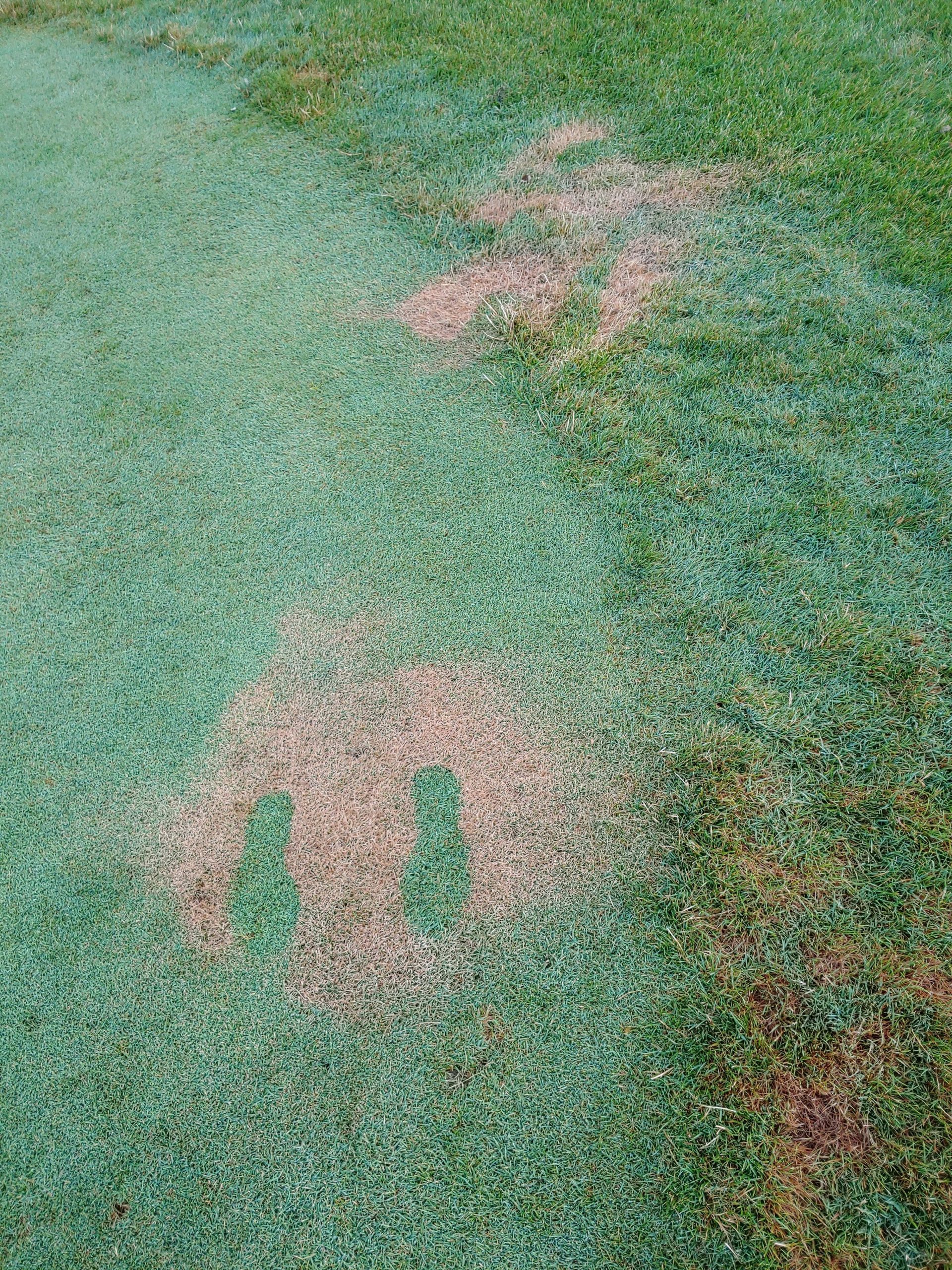 Image of turf burned by bug spray.