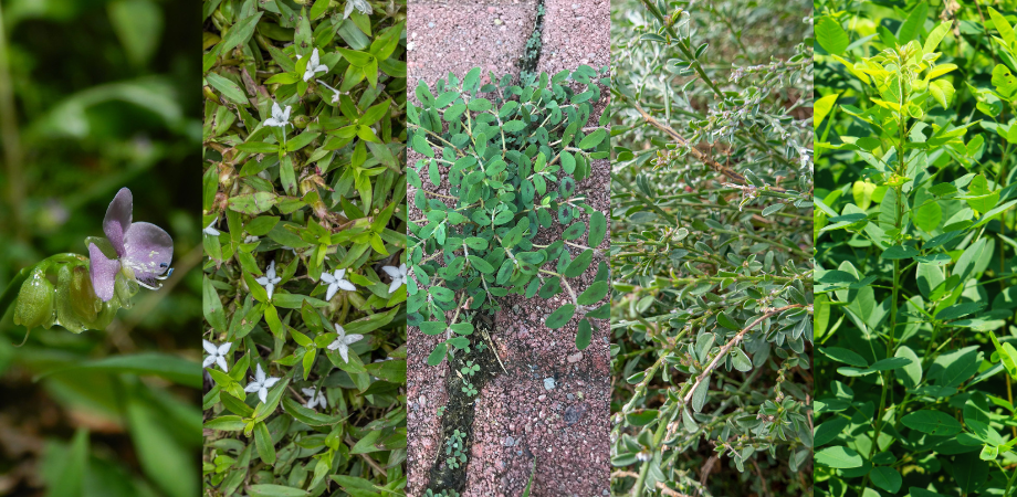Collage of (pictured from left to right) doveweed, Virginia buttonweed, spurge, prostrate knotweed, and lespedeza