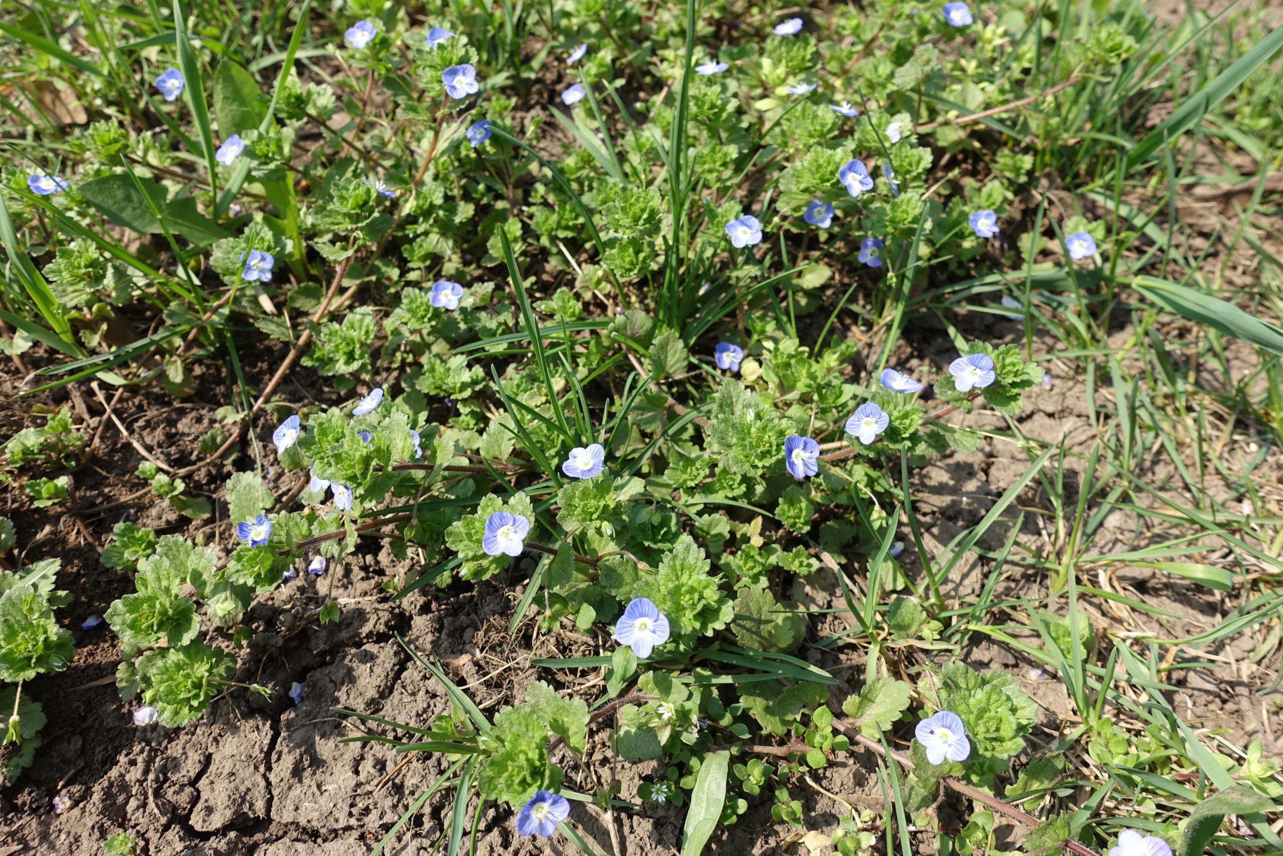 Speedwell weed