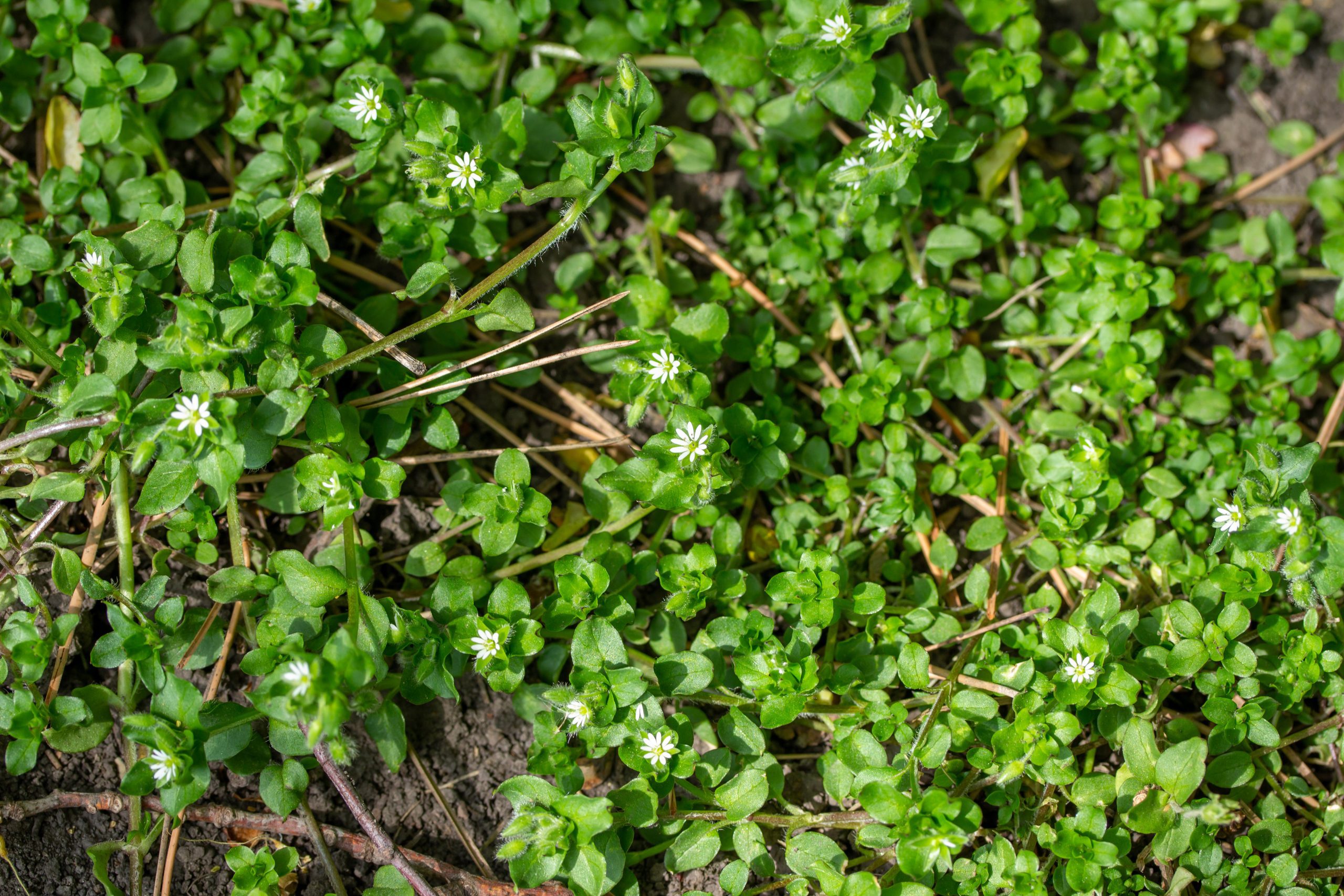 Chickweed weed